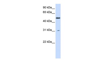PHYKPL Antibody