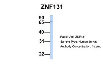 ZNF131 Antibody