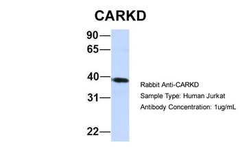 CARKD Antibody