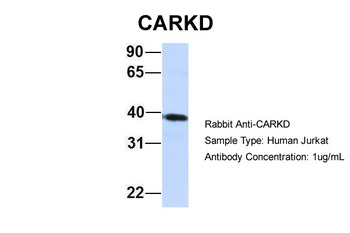 FLJ10769 Antibody