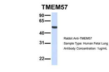 TMEM57 Antibody