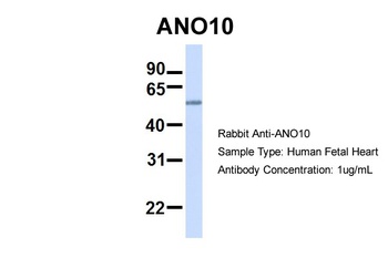 ANO10 Antibody