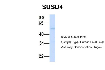 SUSD4 Antibody