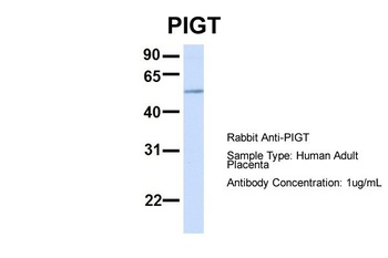 PIGT Antibody