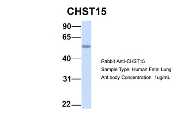 GALNAC4S-6ST Antibody