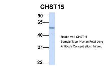 CHST15 Antibody