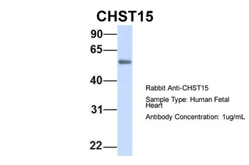 CHST15 Antibody