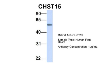 GALNAC4S-6ST Antibody