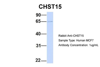 CHST15 Antibody