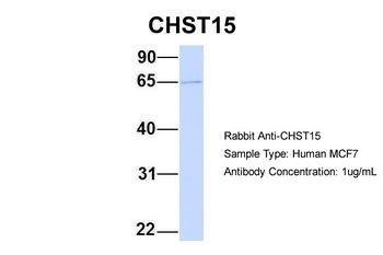GALNAC4S-6ST Antibody