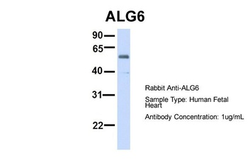 ALG6 Antibody