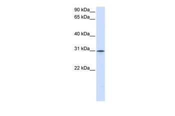 NPTN Antibody