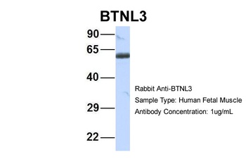 BTNL3 Antibody