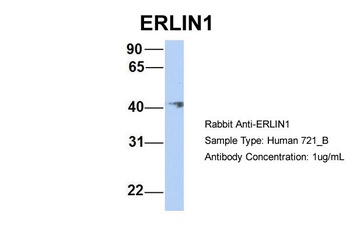 ERLIN1 Antibody