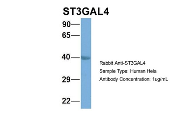 ST3GAL4 Antibody