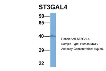 ST3GAL4 Antibody