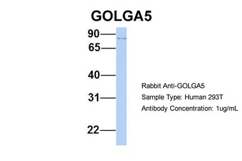 GOLGA5 Antibody
