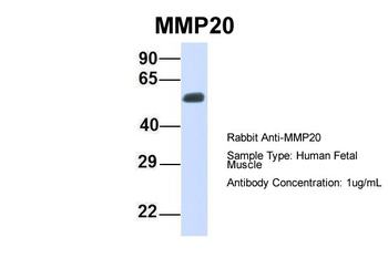 MMP20 Antibody