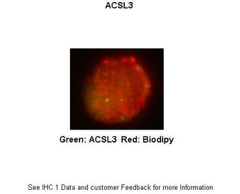 ACSL3 Antibody