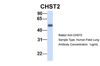 CHST2 Antibody