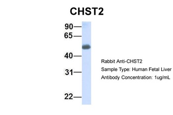 CHST2 Antibody