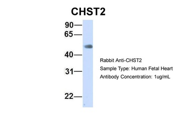 CHST2 Antibody