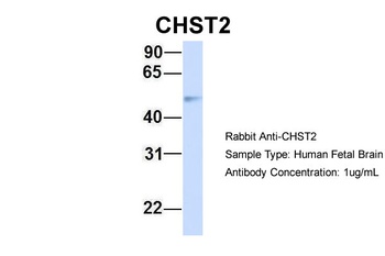 CHST2 Antibody