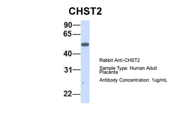 CHST2 Antibody