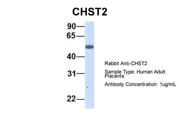 CHST2 Antibody