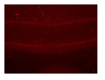 SGCE Antibody