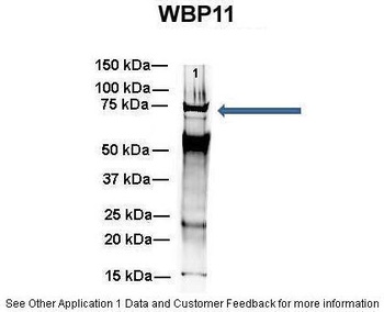 WBP11 Antibody