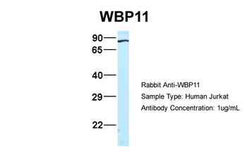 WBP11 Antibody