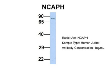 NCAPH Antibody