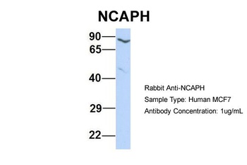 NCAPH Antibody