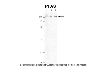 PFAS Antibody