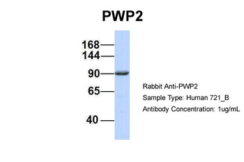 PWP2 Antibody
