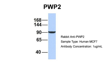 PWP2 Antibody