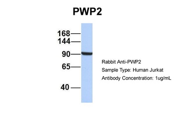 PWP2 Antibody