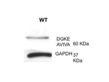 DGKE Antibody