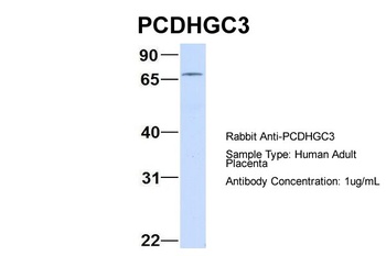 PCDHGC3 Antibody