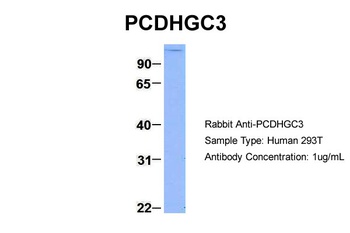 PCDHGC3 Antibody