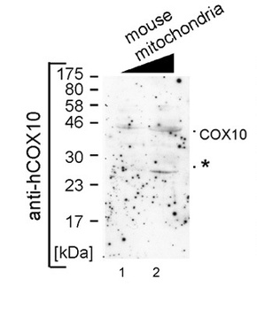 COX10 Antibody