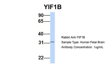 YIF1B Antibody
