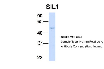 SIL1 Antibody