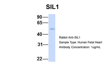 SIL1 Antibody