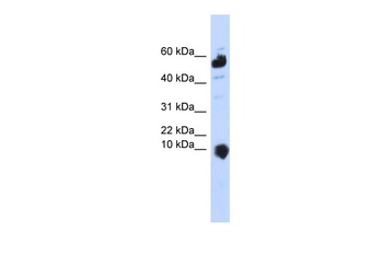 MINOS1 Antibody
