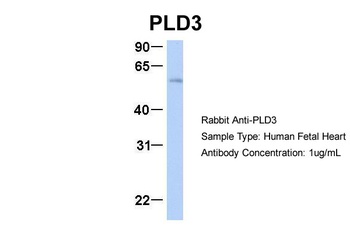 PLD3 Antibody