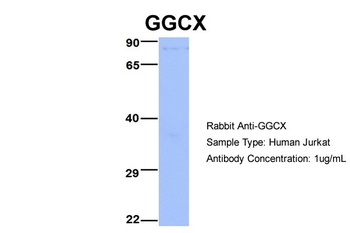 GGCX Antibody
