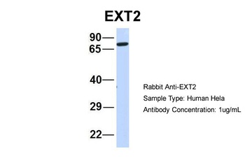 EXT2 Antibody