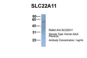 SLC22A11 Antibody